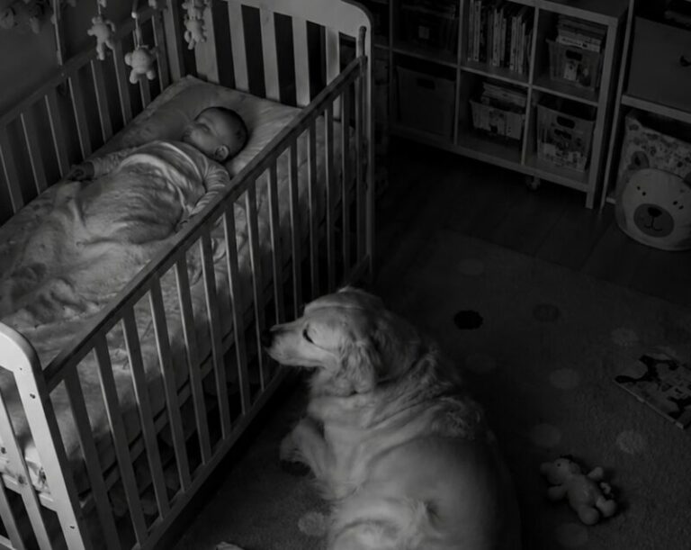 Family Dog Guards Nursery Every Night Before Camera Reveals Hidden Danger