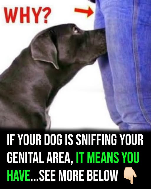 Have You Ever Wondered Why Your Dog Is Sniffing Your Private Area? Here Is the Science Behind This Curious Canine Behavior
