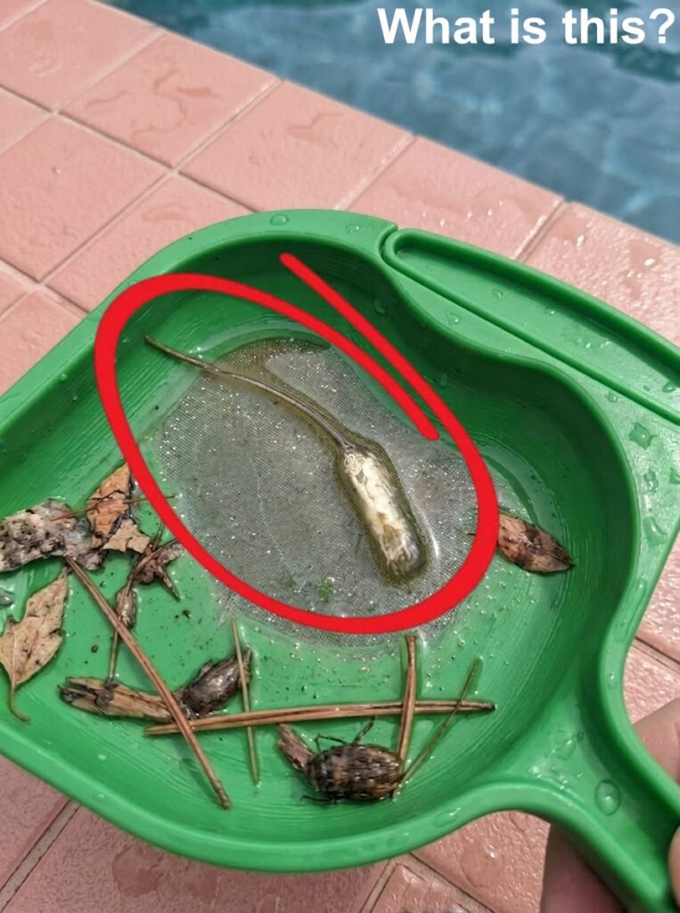 Homeowner Stumbles Upon Bizarre Pool Creature—The Truth Was Surprisingly Ordinary