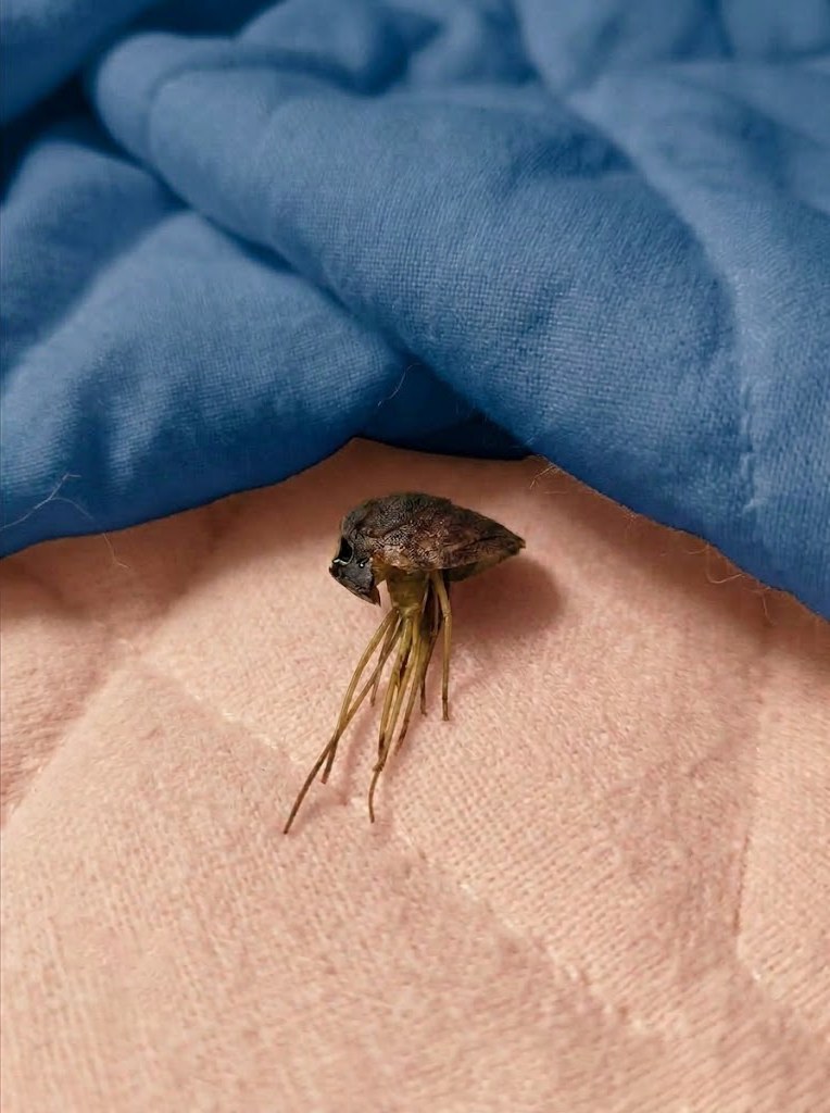 Late-Night Discovery Under the Blanket Turns Out to Be Something Unexpected