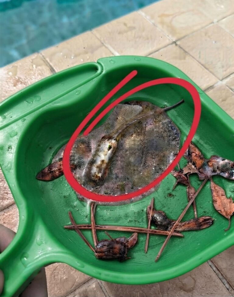 Homeowner’s Pool Discovery Turns Out to Be Harmless Hoverfly Larva