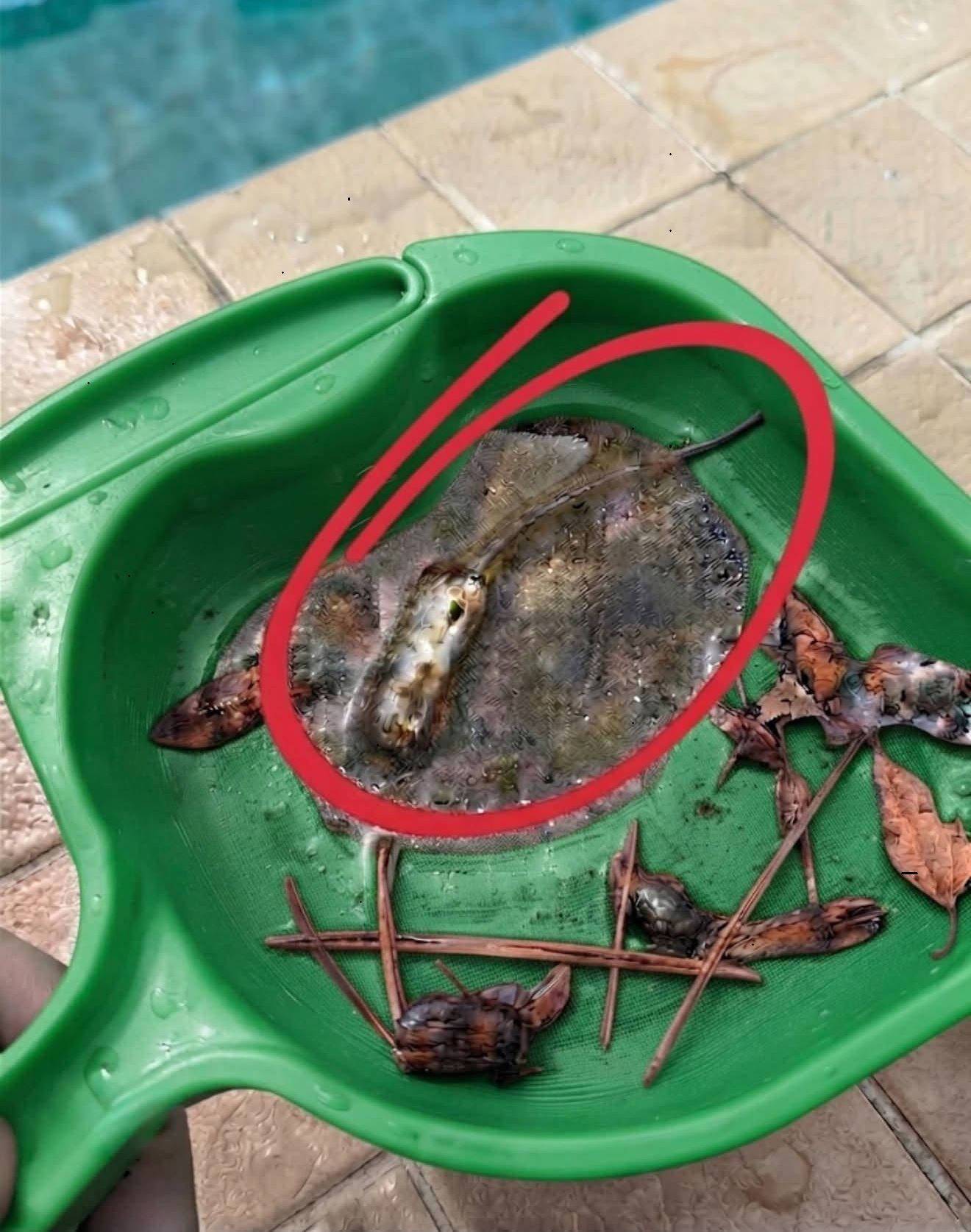Homeowner’s Pool Discovery Turns Out to Be Harmless Hoverfly Larva