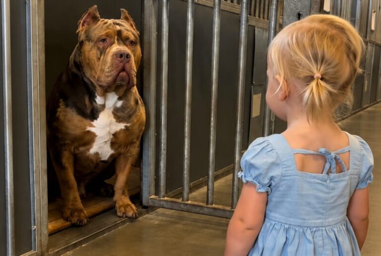 Shelter's Most Feared Dog Stuns Everyone With His Reaction to a Small Child