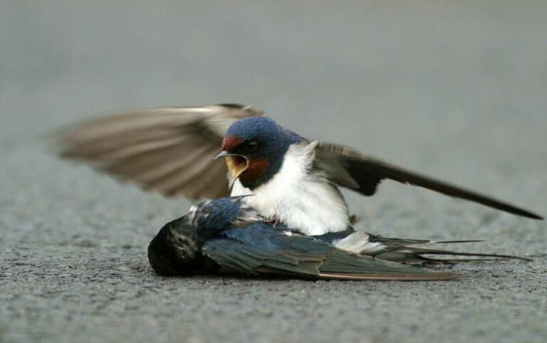 Heartbroken Swallow Refuses to Leave Injured Partner After Fatal Collision
