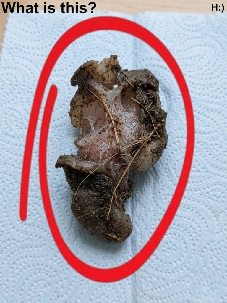 I Found Something Horrifying Under My Girlfriend's Wardrobe — the Truth Made Us Both Laugh
