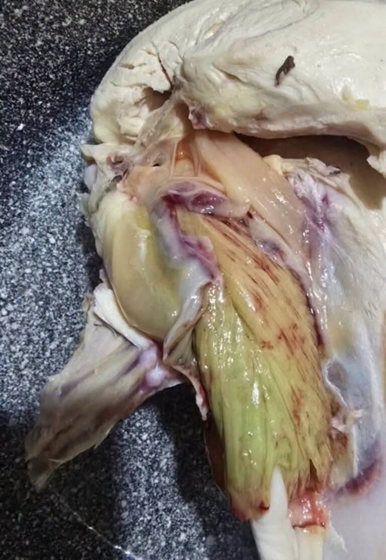 Green Chicken Meat: What It Means and When to Throw It Out