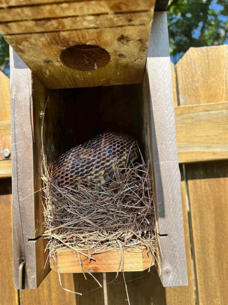 Effective Strategies to Keep Your Yard Free of Snakes