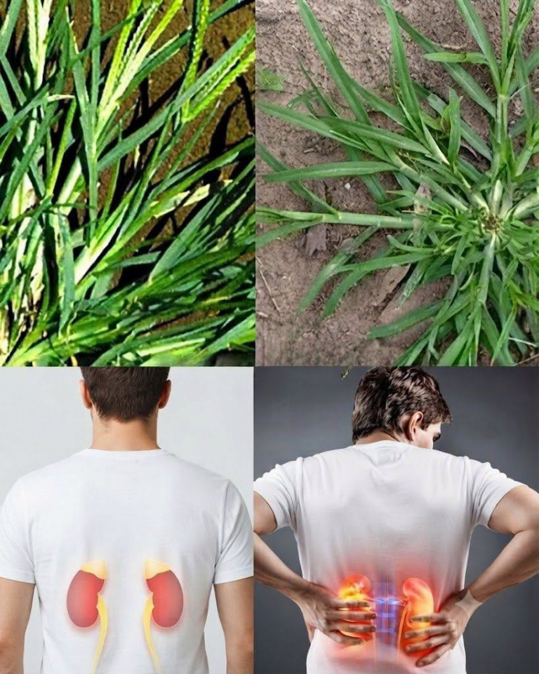 The Hidden Potential of Goosegrass: A Humble Plant with Remarkable Traditional Uses