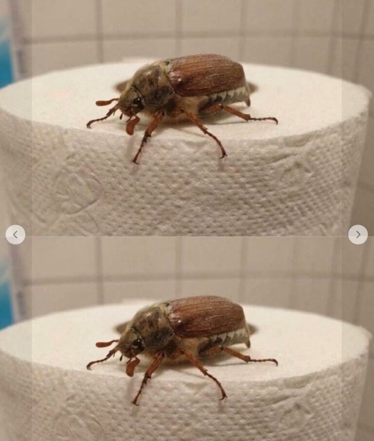 Found a Strange Bug in Your Home? Here Is Exactly What to Do First