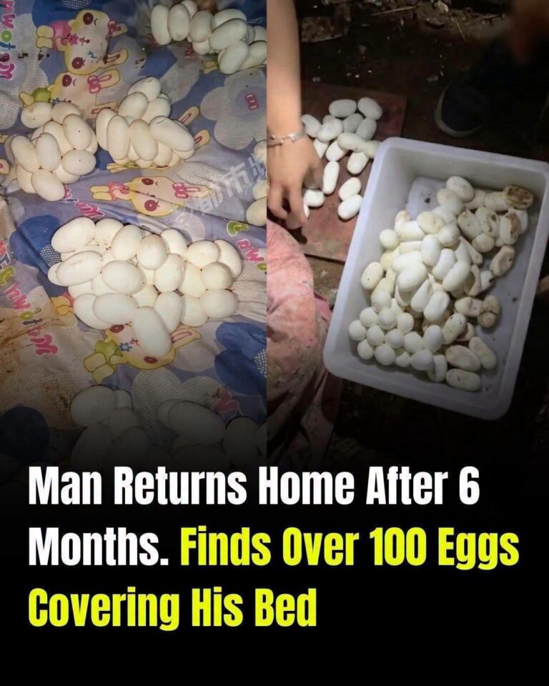 Man Returns After Six Months to Find Hundreds of Eggs Covering His Bed