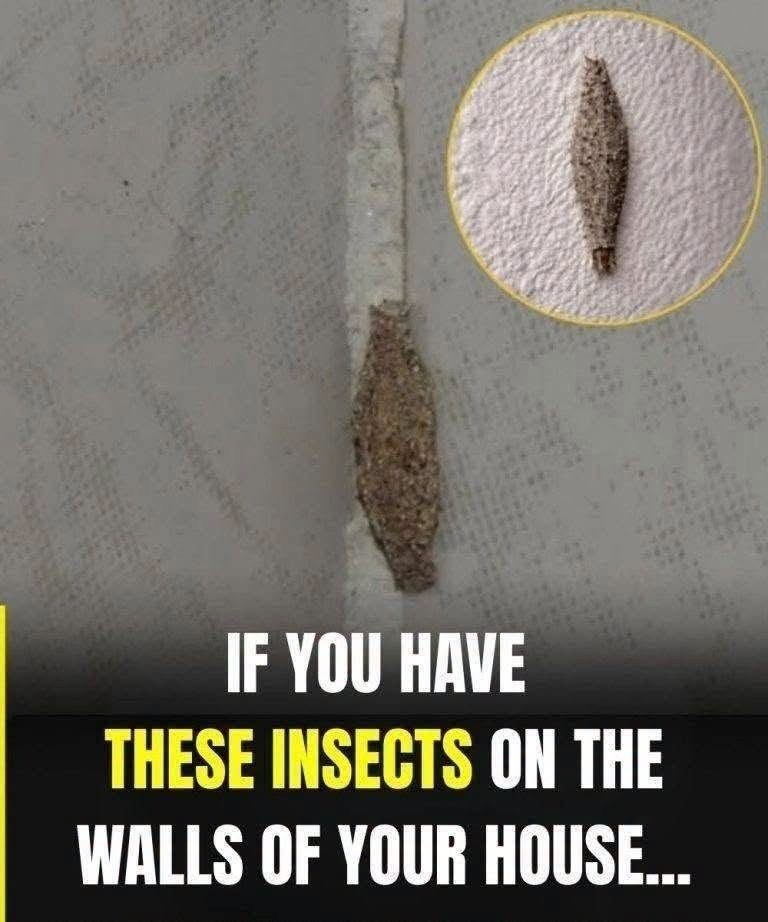 Common Household Insect Hiding Spots You Might Be Overlooking