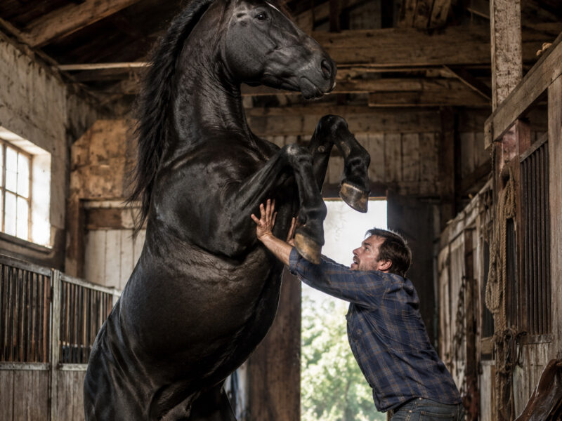 A Loyal Stallion’s Desperate Act Reveals a Hidden Truth Beneath the Stable