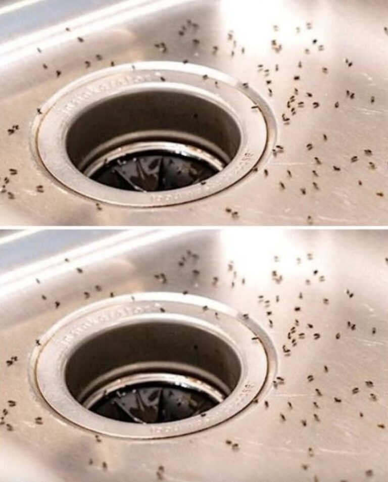 How To Eliminate Gnats From Your Home