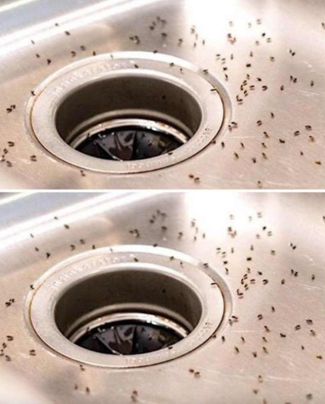How To Eliminate Gnats From Your Home