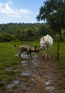 Man Intervenes When Wild Dog Approaches Horse in Tense Encounter