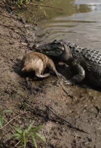 Woman Steps In During an Unexpected Capybara and Alligator Encounter